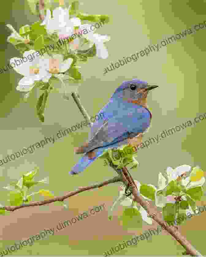 A Beautiful Bluebird Perched On A Branch Bluebirds And Their Survival Nikki Hughey