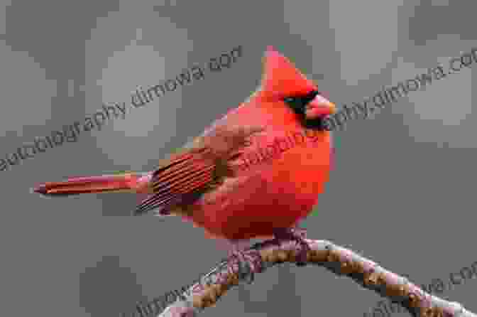 A Bird Perched On A Tree Branch With A City Skyline In The Background. Welcome To Subirdia John M Marzluff