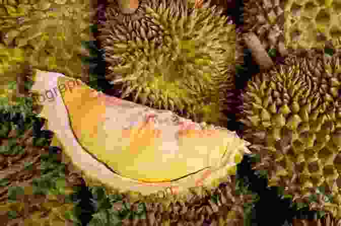 A Collection Of Ripe Durians In Thailand, Waiting To Be Savored. The Durian Tourist S Guide To Thailand