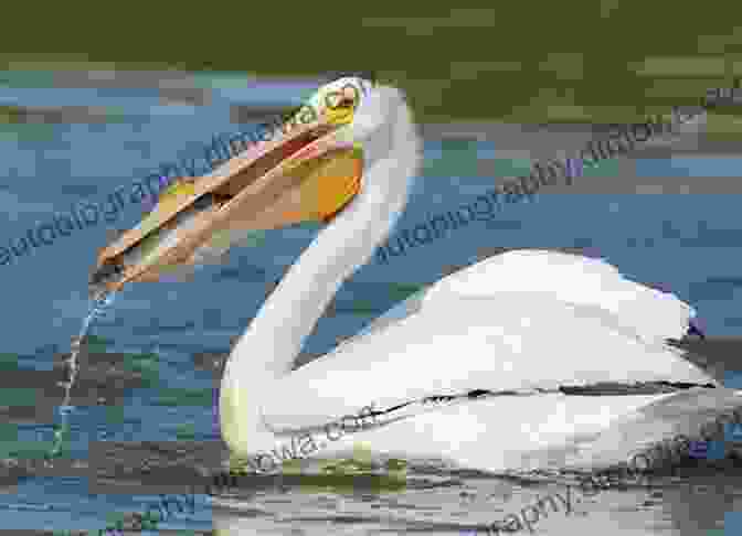 A Graceful American White Pelican, Its Immense Beak Holding A Glistening Fish. Parking Lot Birding: A Fun Guide To Discovering Birds In Texas (W L Moody Jr Natural History 60)