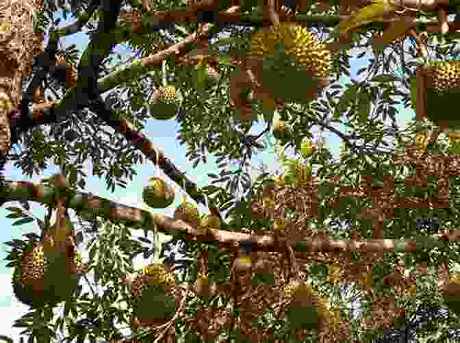 A Lush Durian Orchard In Thailand, With Numerous Durian Trees Laden With Ripening Fruits. The Durian Tourist S Guide To Thailand