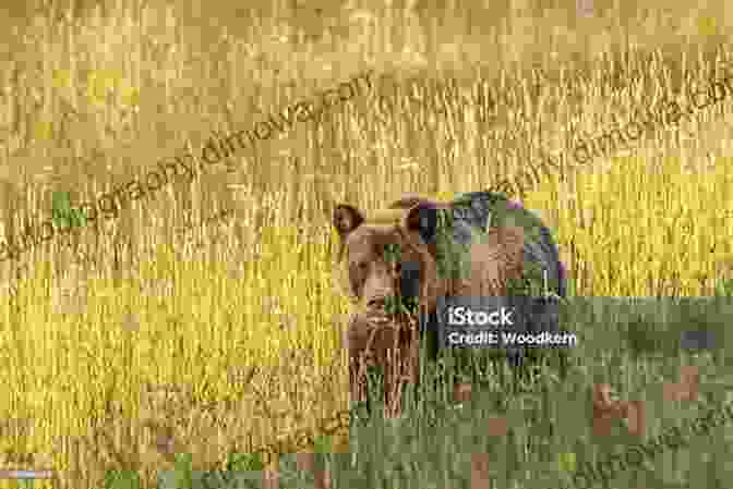 A Majestic Grizzly Bear Meandering Through A Pristine Meadow, Symbolizing The Importance Of Wildlife Conservation The Canadian Highland Greg Shaffer