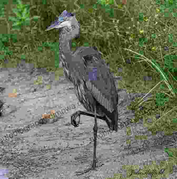 A Statuesque Great Blue Heron, Its Long Neck And Sharp Beak Poised For Prey In A Shallow Pond. Parking Lot Birding: A Fun Guide To Discovering Birds In Texas (W L Moody Jr Natural History 60)