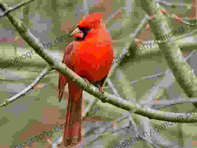 A Stunning Northern Cardinal, Its Vibrant Red Feathers Contrasting Against The Lush Greenery. Parking Lot Birding: A Fun Guide To Discovering Birds In Texas (W L Moody Jr Natural History 60)