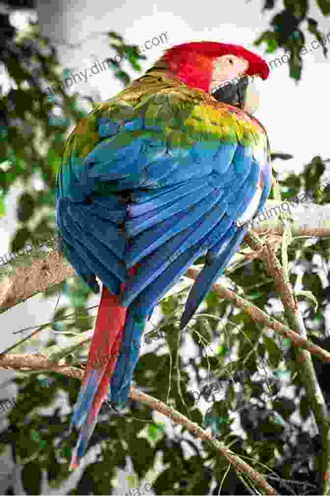 A Vibrant Toucan And A Scarlet Macaw Perched On A Branch, Showcasing The Stunning Colors Of Brazilian Birds A Field Guide To The Birds Of Brazil