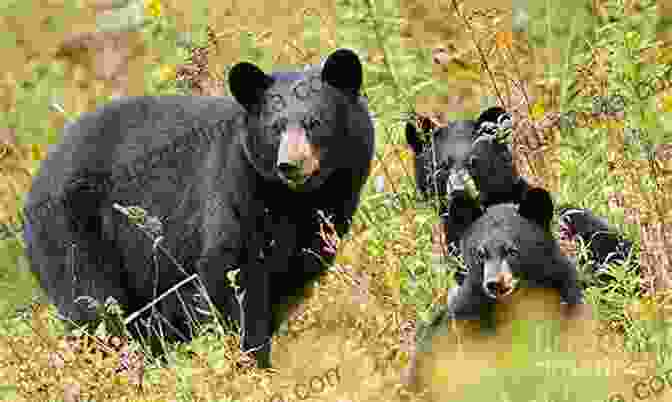 Black Bear Cub Playing In A Meadow In Yosemite National Park 101 Travel Bits: Yosemite National Park